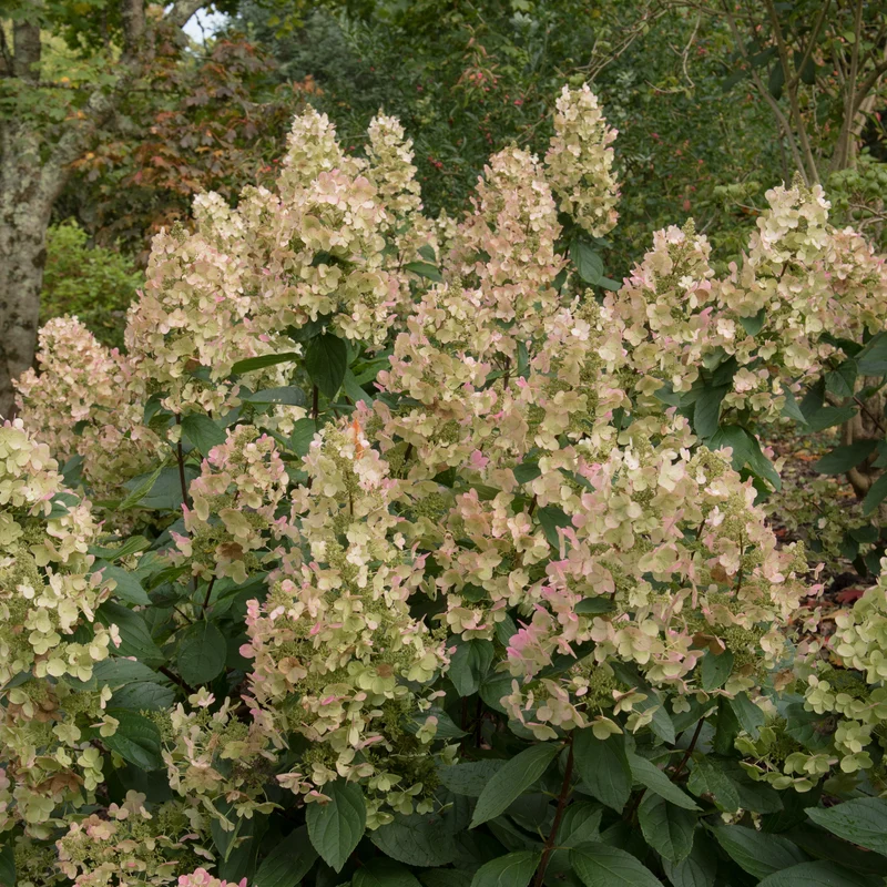 Hortensia paniculé ‘Burgundy Lace’ ( Hydrangea paniculata ‘Burgundy Lace’)
