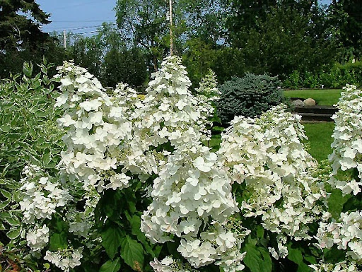 Hortensia paniculé ‘Passionate’ ( Hydrangea paniculata ‘Passionate’)