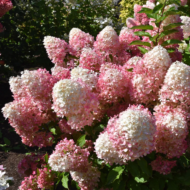 Hortensia paniculé ‘Pillow Talk’ ( Hydrangea paniculata ‘Pillow Talk’)