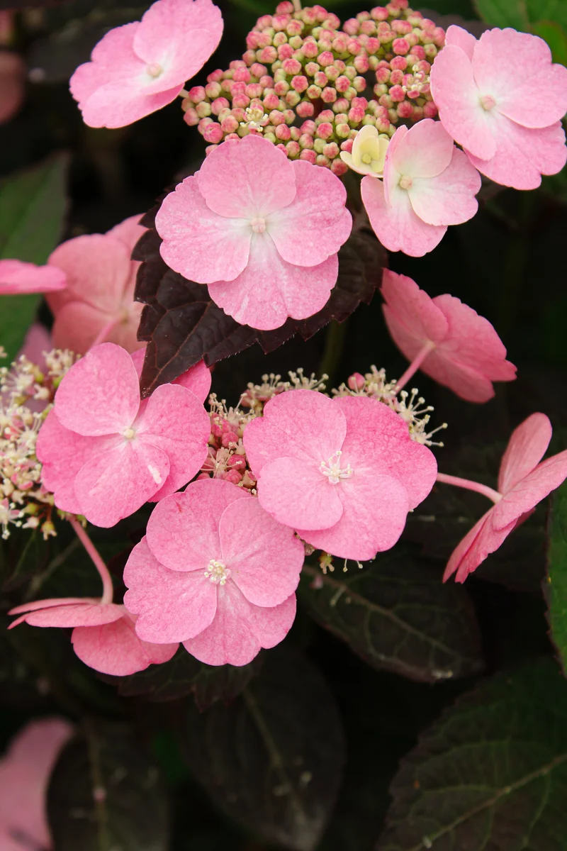 Hortensia serrata ‘Pink Dynamo’ ( Hydrangea serrata ‘Pink Dynamo’)
