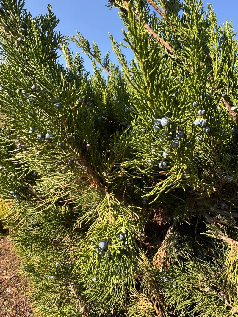 Genévrier de Virginie ‘Taylor’ ( Juniperus virginiana ‘Taylor’)