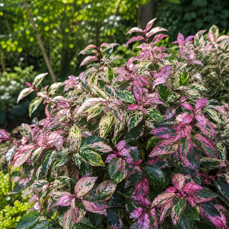 Leucothoé ‘Paisley Pup’ ( Leucothoe fontanesiana ‘Paisley Pup’)