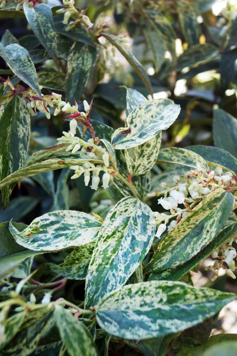 Leucothoé ‘Rainbow’ ( Leucothoe fontanesiana ‘Rainbow’)