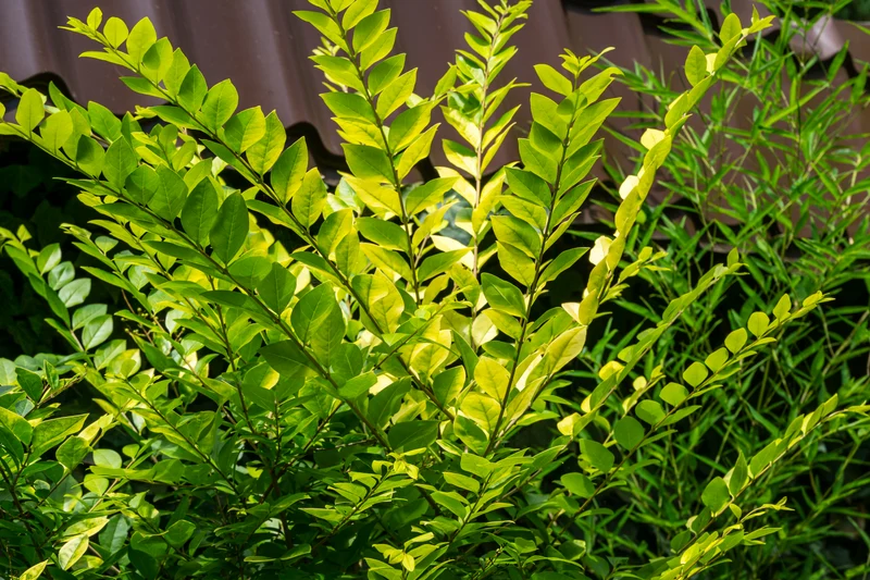 Troène doré de Vicary ( Ligustrum × vicaryi )