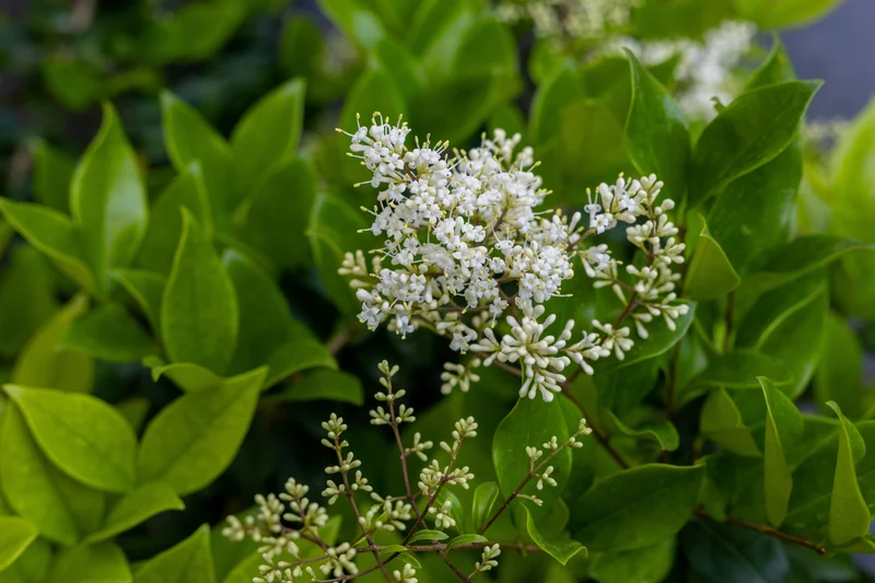 Troène commun ‘Cheyenne’ ( Ligustrum vulgare ‘Cheyenne’)