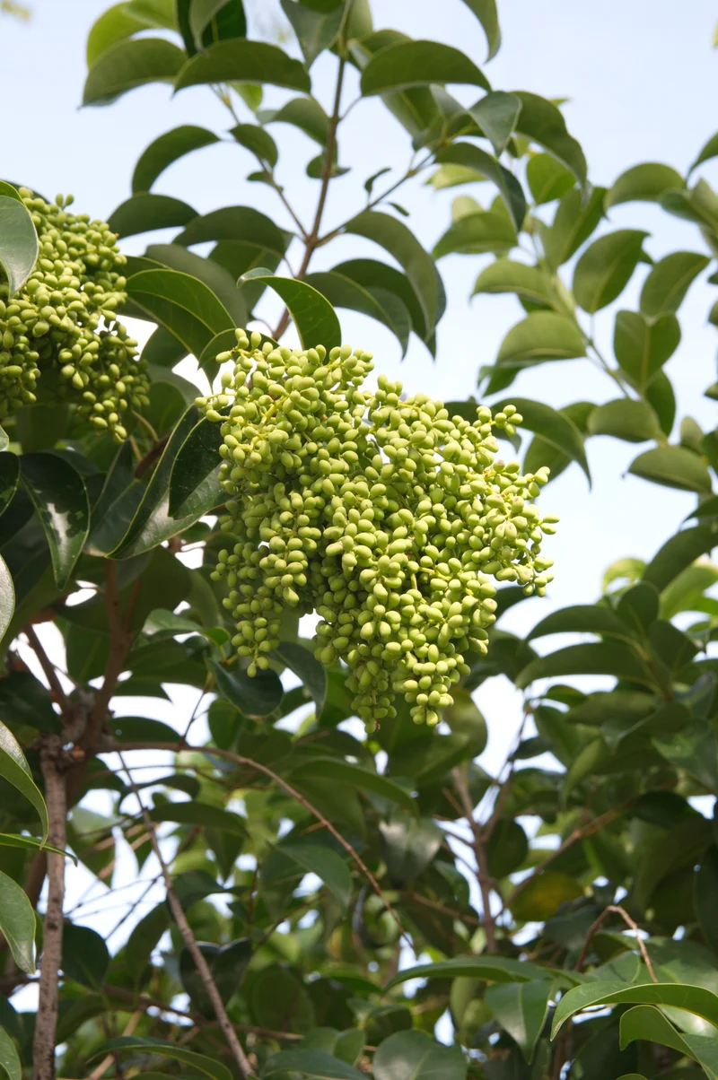 Troène commun panaché ‘Variegated Privet’ ( Ligustrum vulgare ‘Variegated Privet’)