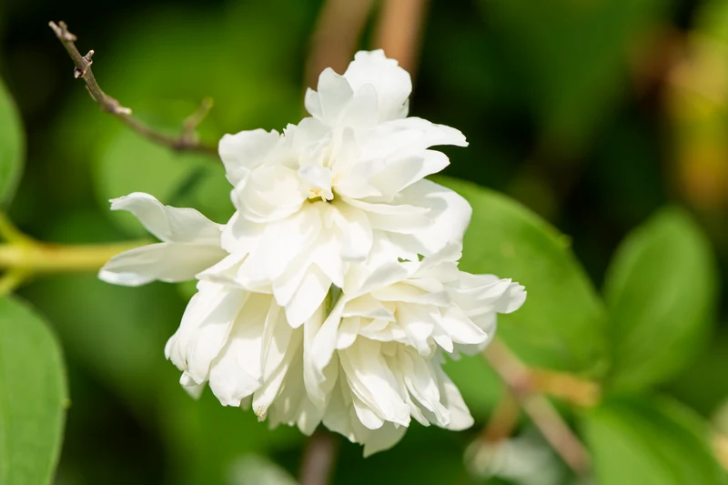 Seringat ‘Minnesota Snowflake’ ( Philadelphus ‘Minnesota Snowflake’)