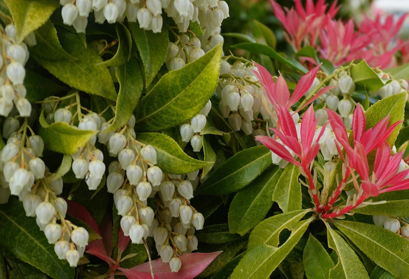 Andromède du Japon ‘Forest Flame’ ( Pieris japonica ‘Forest Flame’)