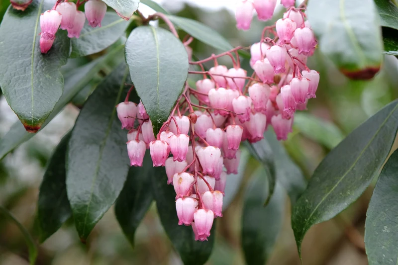 Andromède du Japon ‘Katsura’ ( Pieris japonica ‘Katsura’)