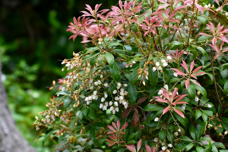 Andromède du Japon ‘Prelude’ ( Pieris japonica ‘Prelude’)