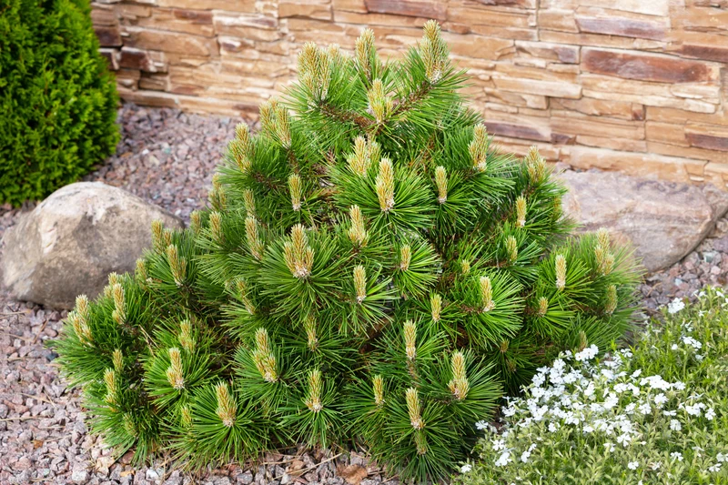 Pin de montagne ‘Mughus’ ( Pinus mugo ‘Mughus’)