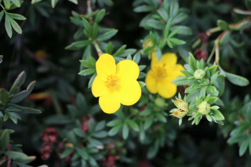 Potentille arbustive ‘Jackmanii’ ( Potentilla fruticosa ‘Jackmanii’)