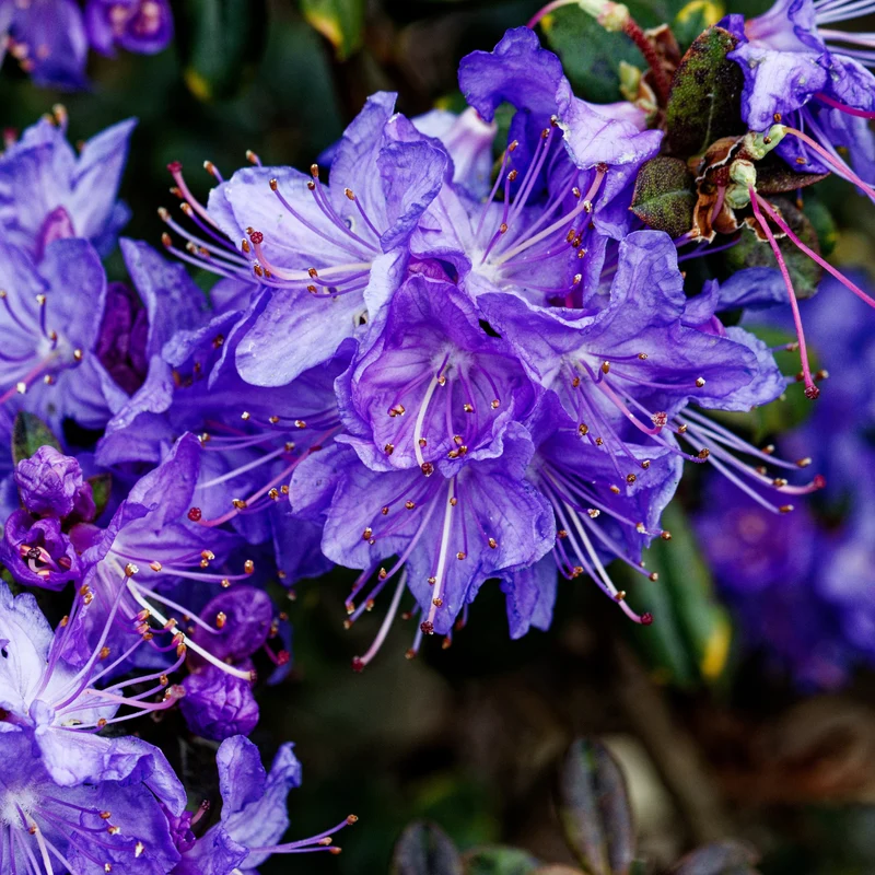 Rhododendron ‘Blue Baron’ ( Rhododendron ‘Blue Baron’)