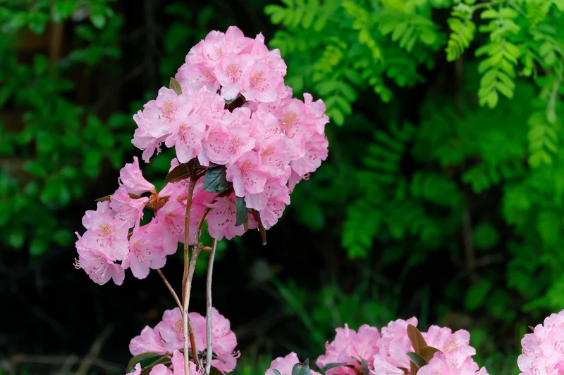 Rhododendron ‘Bubblegum’ ( Rhododendron ‘Bubblegum’)