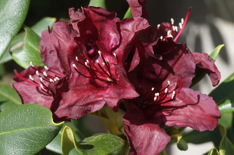 Rhododendron ‘Dark Lord’ ( Rhododendron ‘Dark Lord’)