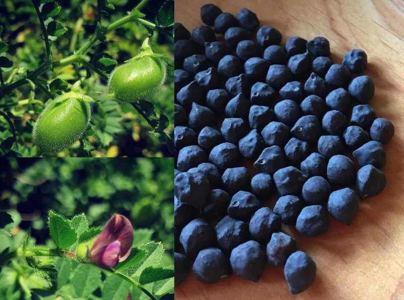 Pois chiche noir ‘Kabouli’, semences produites écologiquement ( Cicer arietinum )