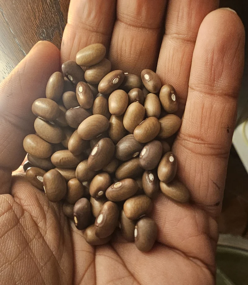 Haricot brun du Malawi, semences biologiques ( Phaseolus vulgaris )