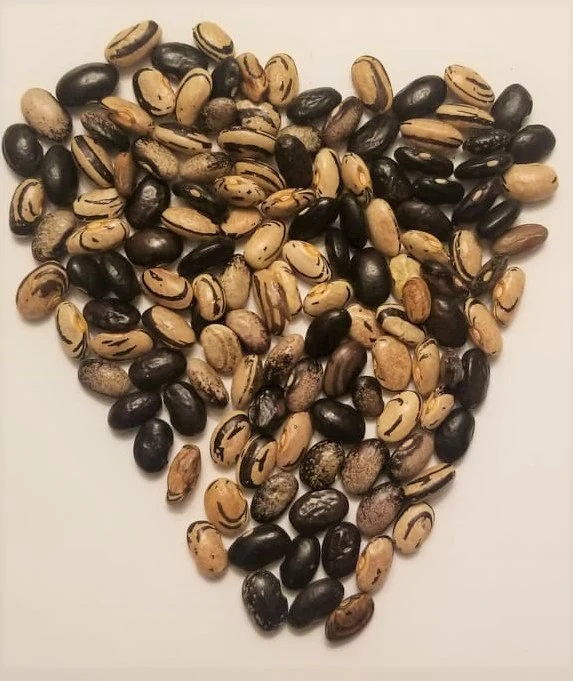 Haricot zébré ‘Little Brown’, semences biologiques ( Phaseolus vulgaris )