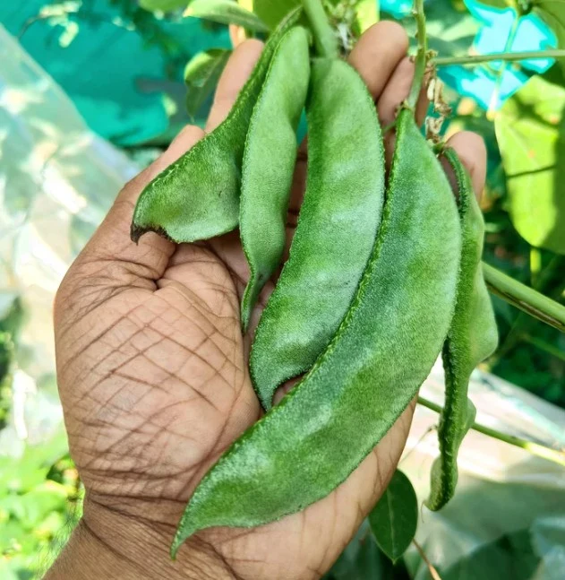 Haricot hyacinthe vert, semences biologiques ( Lablab purpureus )