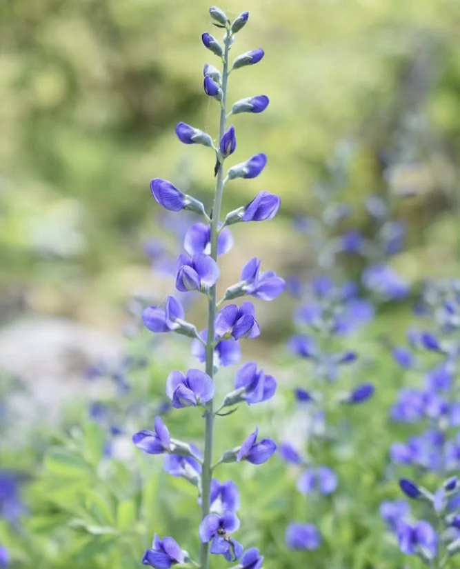 Indigo sauvage, semences produites écologiquement ( Indigofera tinctoria )