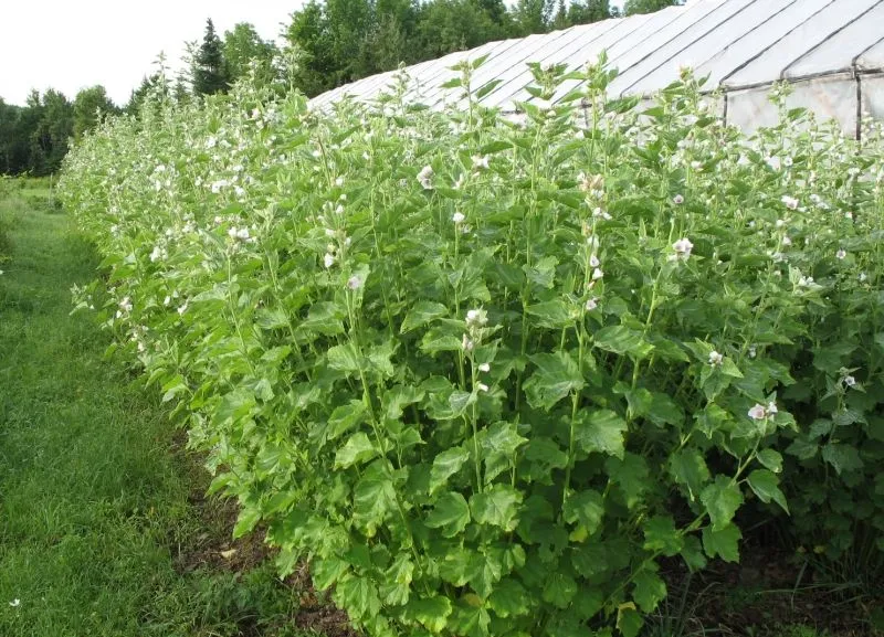 Guimauve, semences produites écologiquement ( Althaea officinalis )