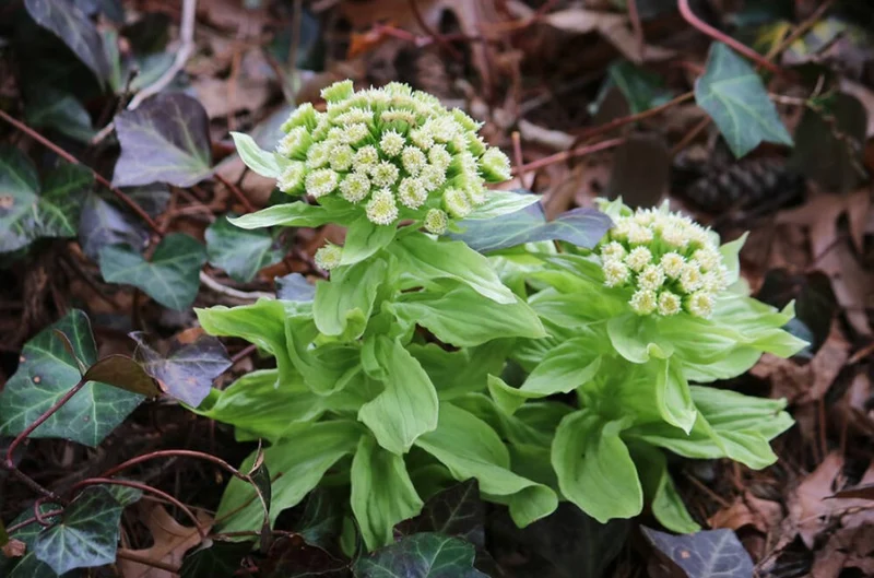 Pétasite du Japon fuki, semences produites écologiquement ( Petasites japonicus )