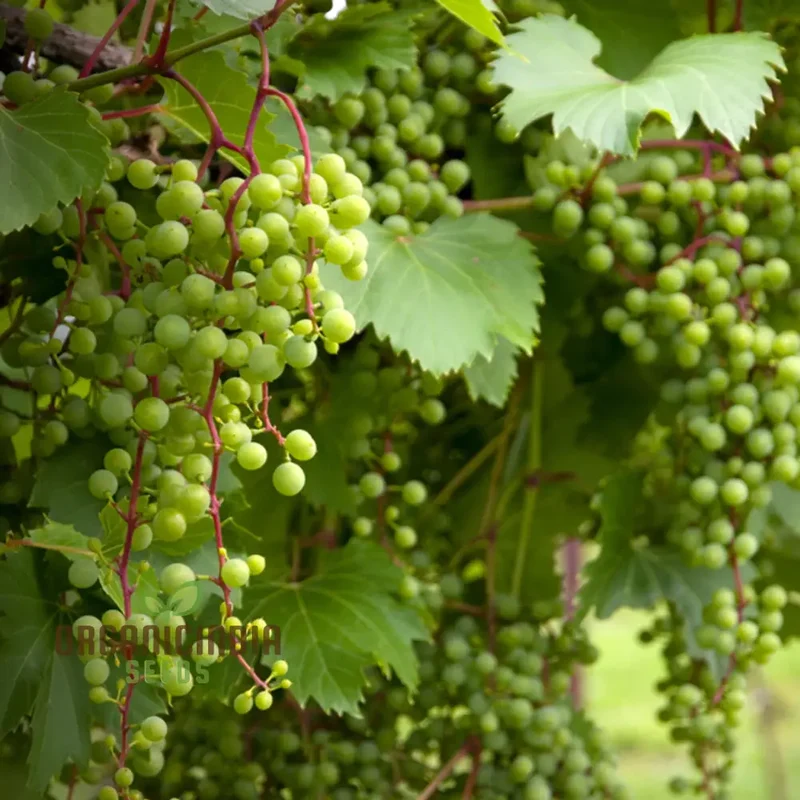 Grape Vine Fruit Seeds for Planting - Premium Quality Grapevine Seeds