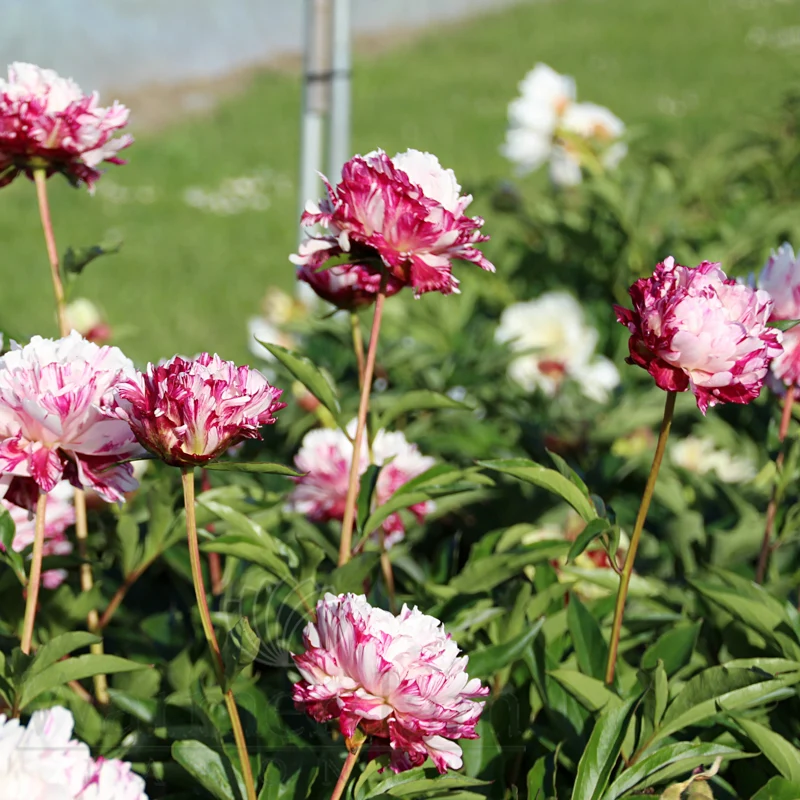 Lot Heirloom Peony Seeds - Candy Stripe Paeonia Lactiflora Flower Seeds for Planting