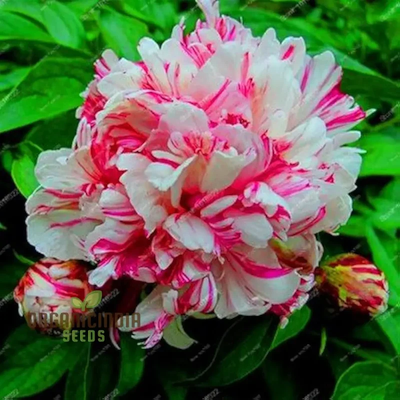 Lot Heirloom Peony Seeds - Candy Stripe Paeonia Lactiflora Flower Seeds for Planting