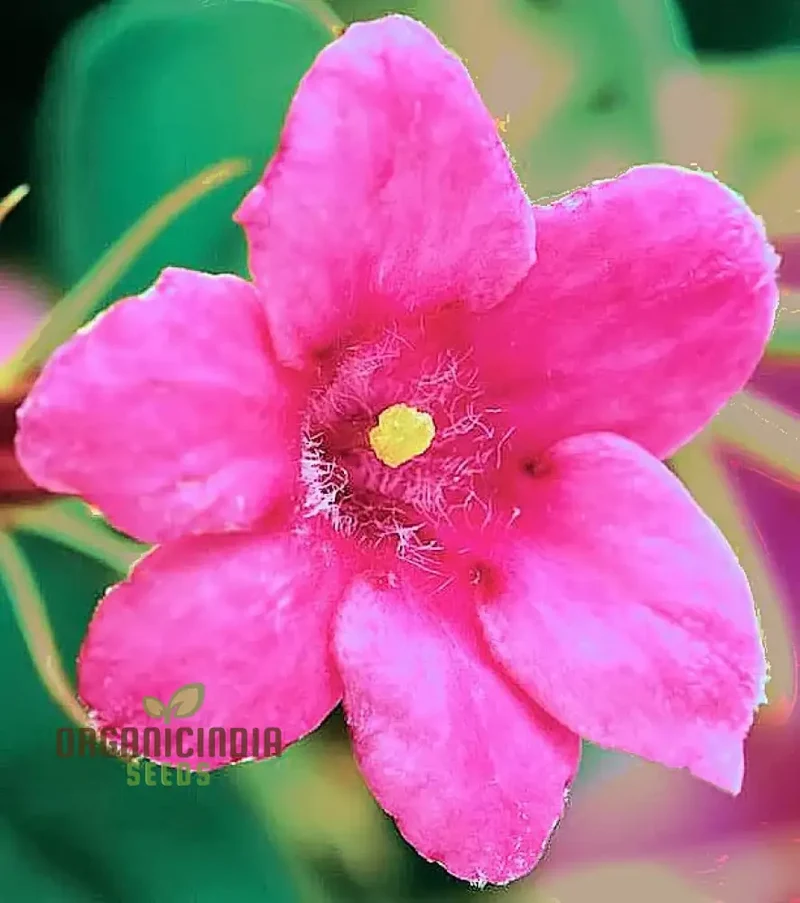 Jasmine Mixed Flower Seeds for Planting,Growing Beautiful Jasmine Blooms