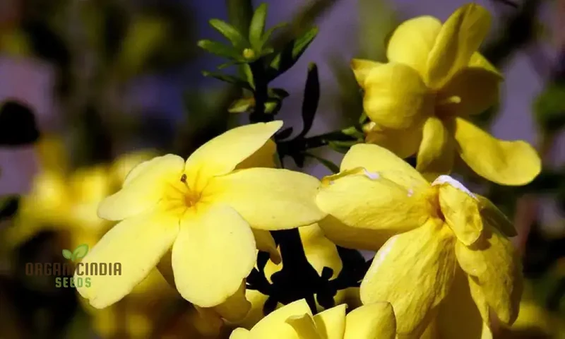 Jasmine Mixed Flower Seeds for Planting,Growing Beautiful Jasmine Blooms