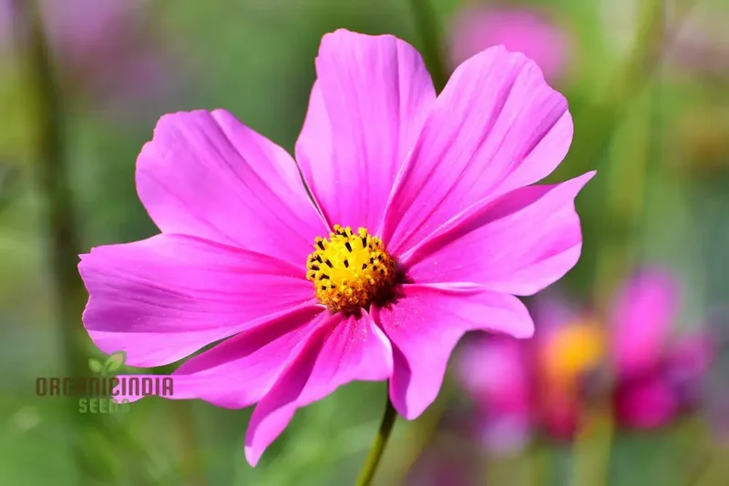 High Yield Cosmos Flower Hybrid Seeds - Premium Planting Seeds for Abundant Blooms