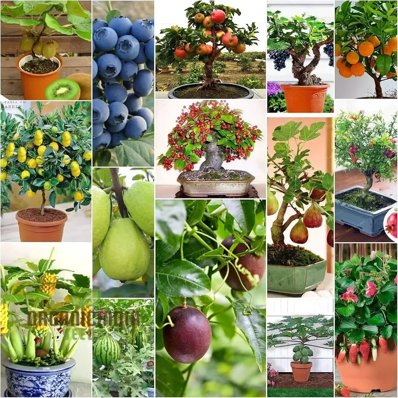 Dwarf Fruit Seeds for Planting Combo Pack, 15 Varieties, 10+ Seeds Each - Comprehensive Gardening Guide
