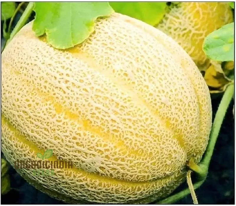 Hale's Best Jumbo Organic Cantaloupe Seeds for Planting - Premium Quality Seeds for Your Garden
