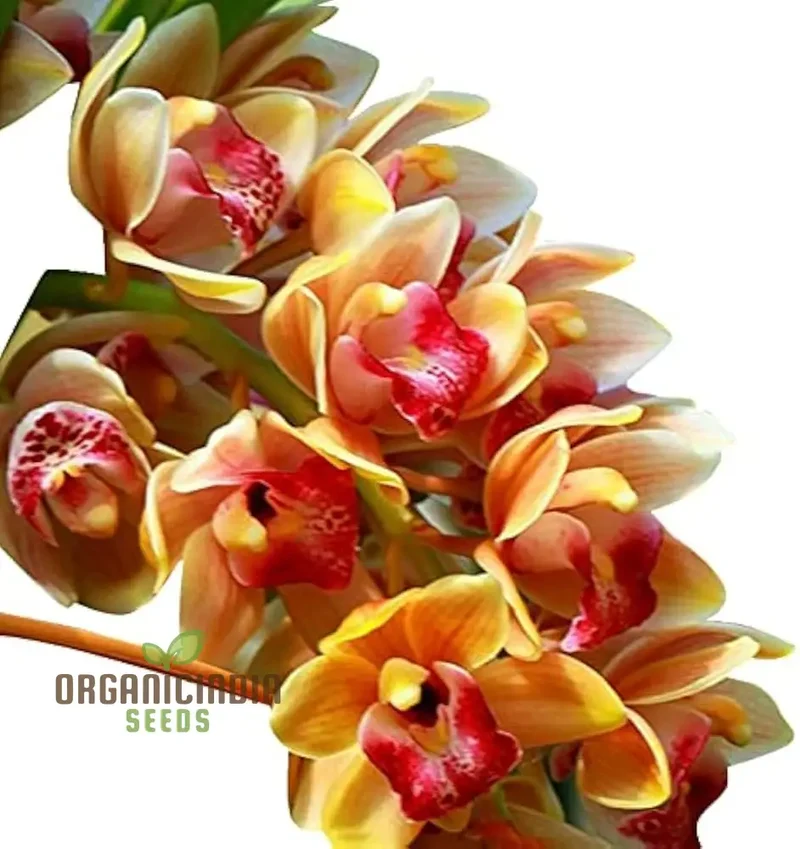 Nema Cymbidium Maxillaria Goeringii Noble Orchid Flower Seeds for Planting, High Quality and Lengthy Blooming