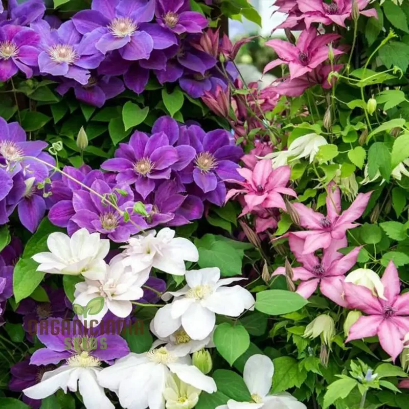 Clematis Flower Seeds Beautiful Mixed Colors for All Seasons Easy to Grow Climbing Plants