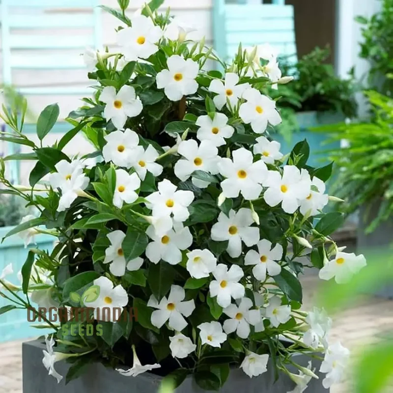 White Mandevilla Vine Flower Seeds for Planting, Expert Gardening and Cultivation Guide