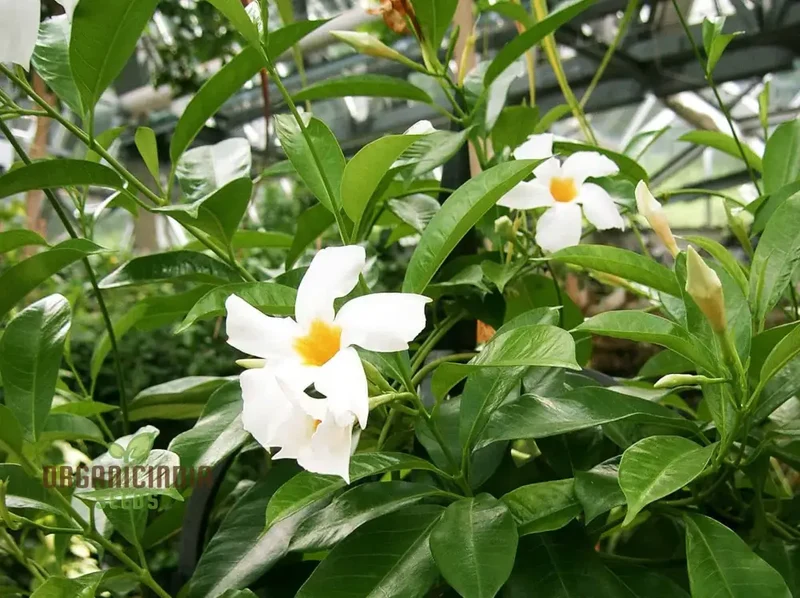 White Mandevilla Vine Flower Seeds for Planting, Expert Gardening and Cultivation Guide