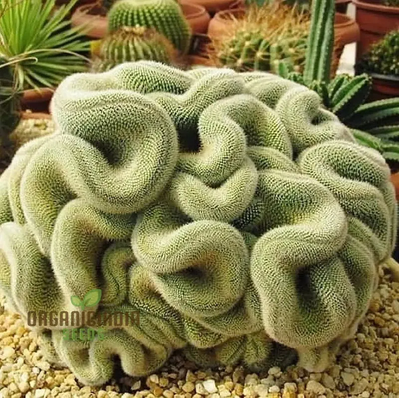 Green Brain Cactus Seeds - Stenocactus Multicostatus Seeds for Unique Planting - Premium Quality Cactus Seeds for Garden Enthusiasts