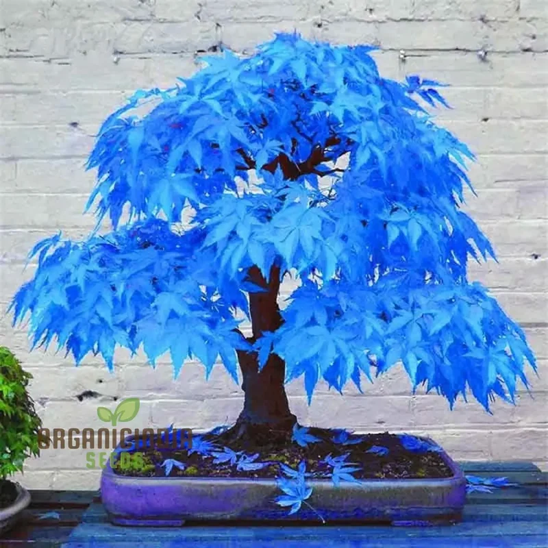 Rare Blue Maple Dwarf Seeds for Planting, Unique and Beautiful Miniature Blue Maple Tree Seeds for Your Garden