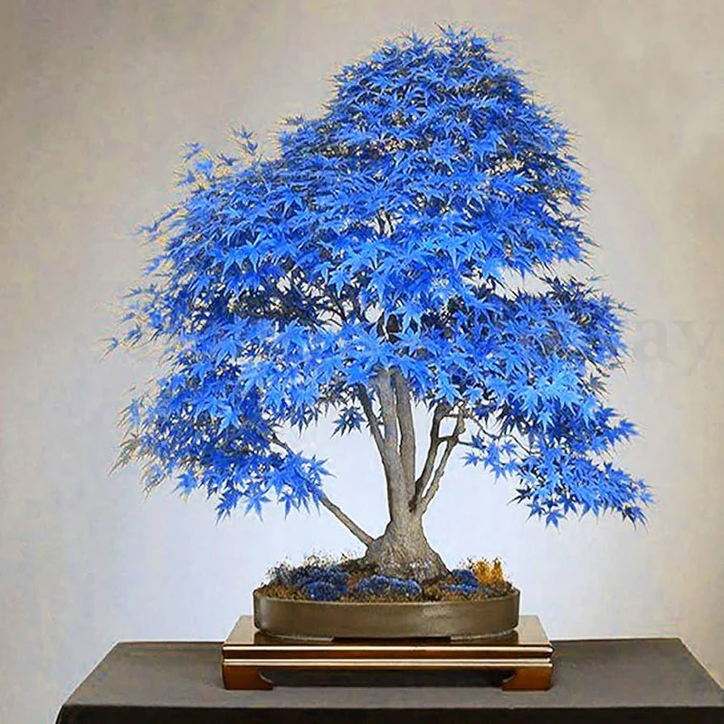 Rare Blue Maple Dwarf Seeds for Planting, Unique and Beautiful Miniature Blue Maple Tree Seeds for Your Garden