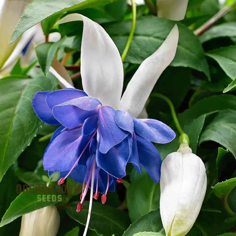 Nema Fuchsia Flower Seeds - Blue for Planting, Cultivating Stunning and Vibrant Blue Blooms in Your Garden