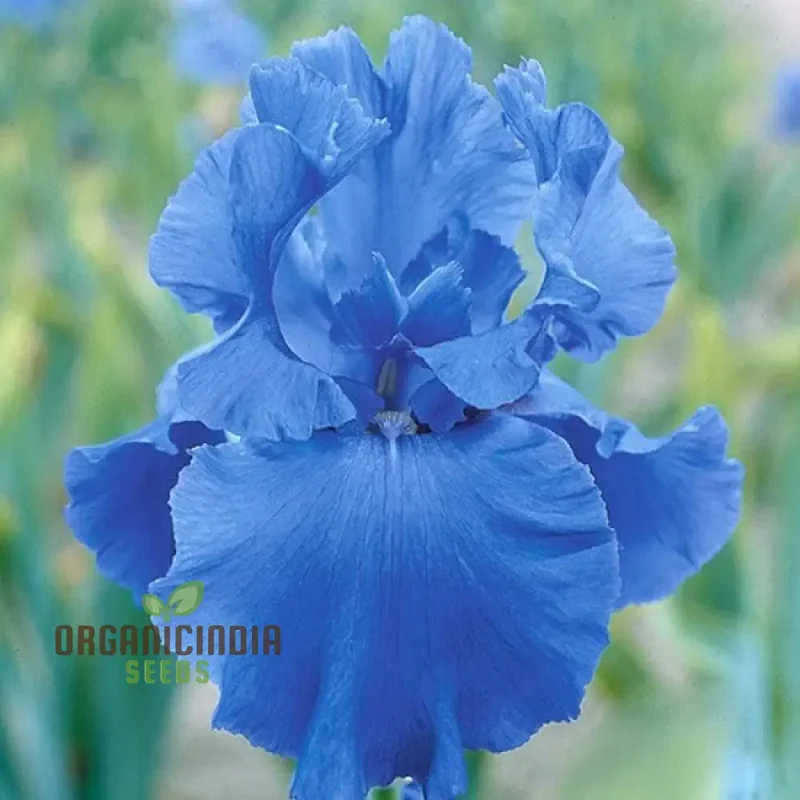 Nema Fuchsia Flower Seeds - Blue for Planting, Cultivating Stunning and Vibrant Blue Blooms in Your Garden