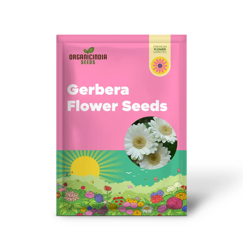 Gerbera Seeds (Gerbera Daisy Seeds) - Vibrant Long-Blooming Flowers for Gardens