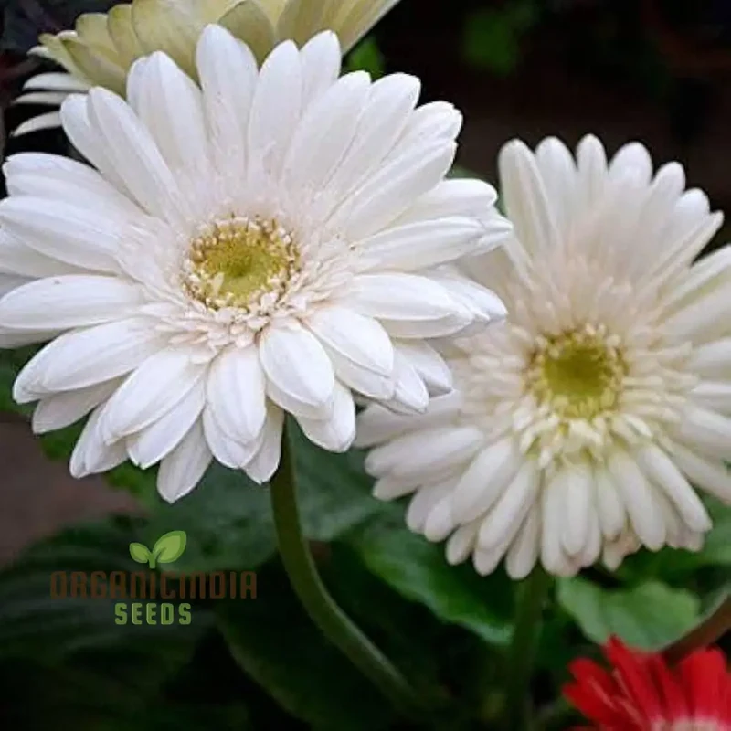 Gerbera Seeds (Gerbera Daisy Seeds) - Vibrant Long-Blooming Flowers for Gardens