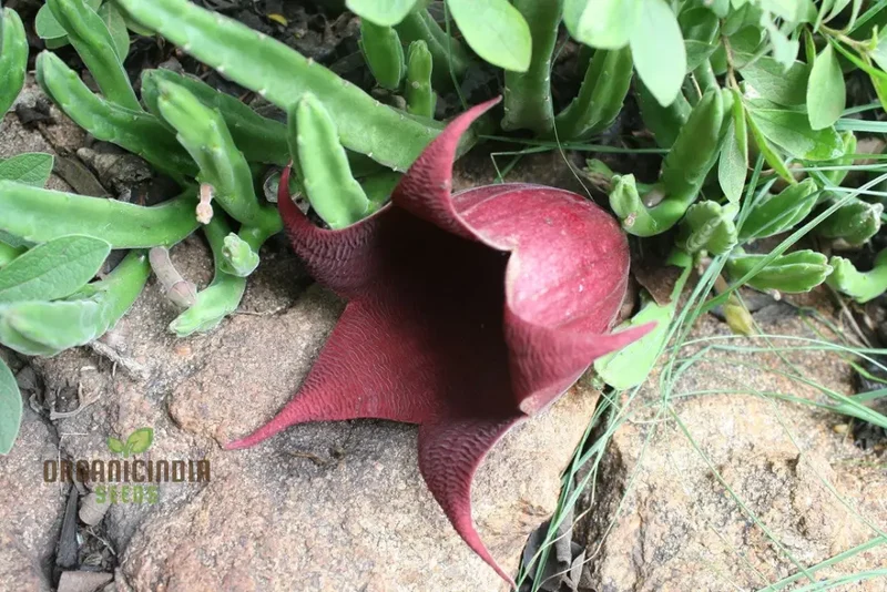 Leendertz's Carrion Flower Seeds for Planting, Cultivating Rare and Fascinating Blooms in Your Garden
