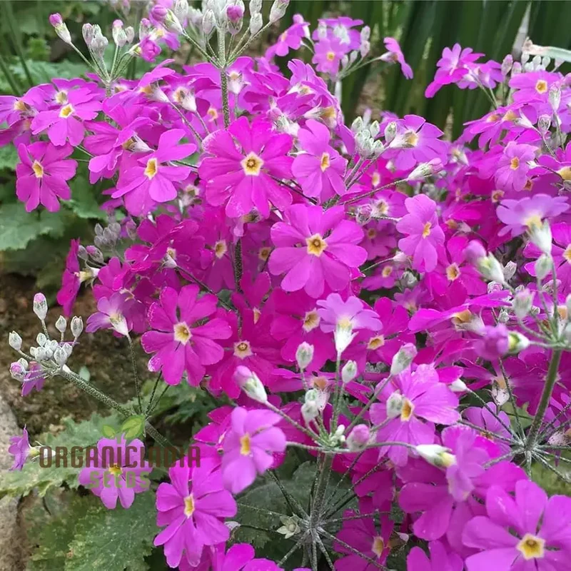 Sakurasou (Primula Sieboldii) Japanese Flower Seeds, Premium Quality Seeds for Gardening