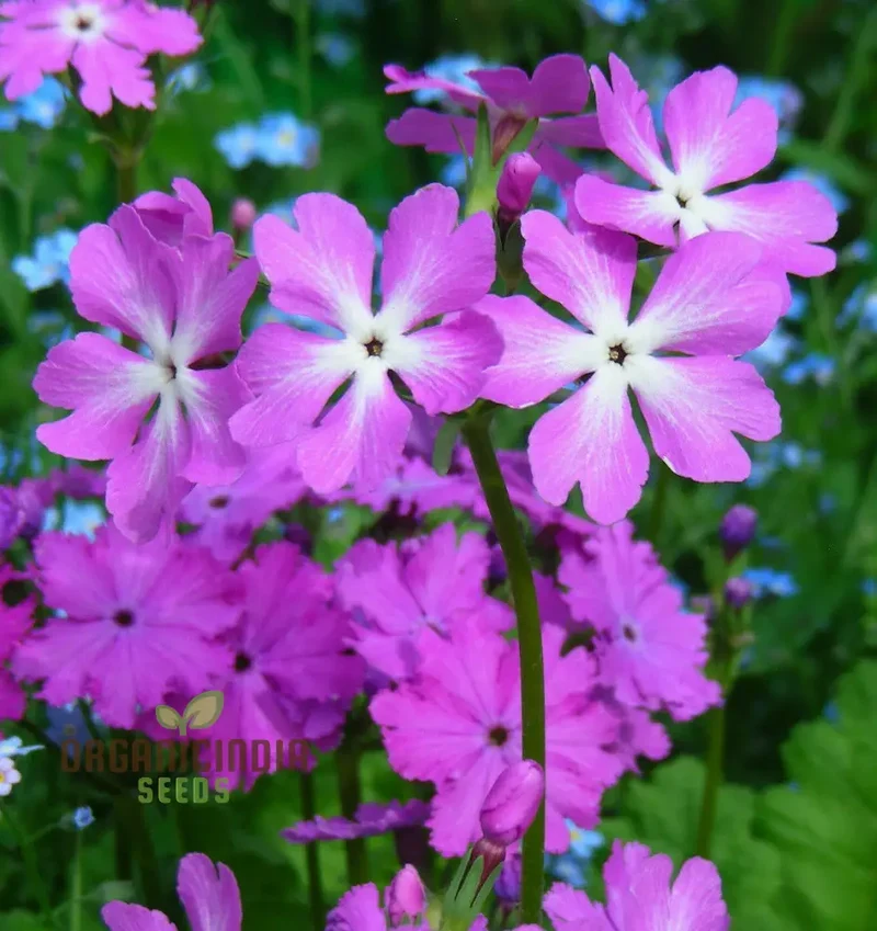 Sakurasou (Primula Sieboldii) Japanese Flower Seeds, Premium Quality Seeds for Gardening