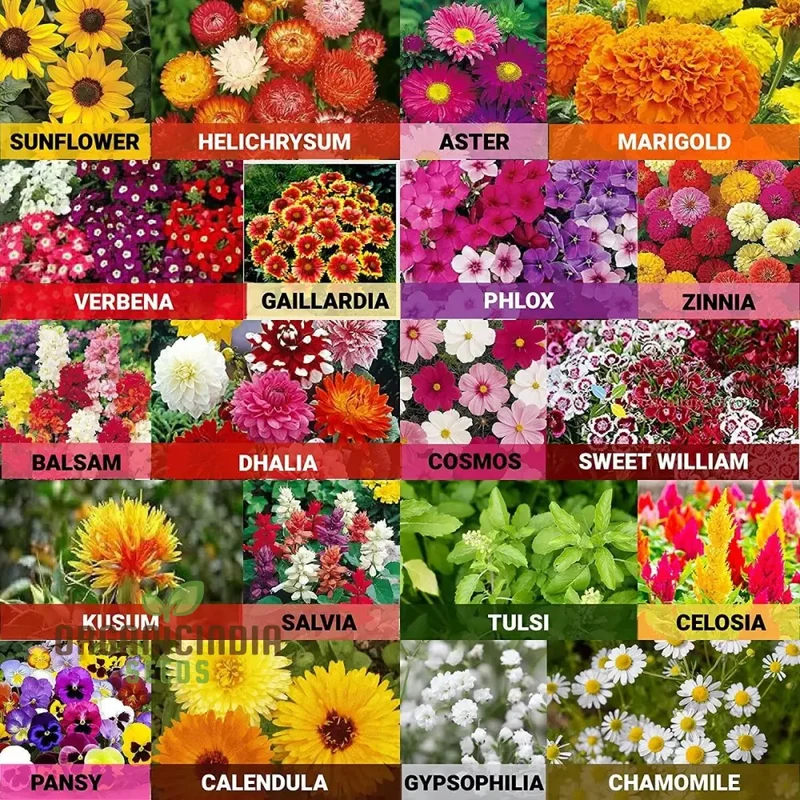 Flower Seeds (All Season Flower Seeds Variety) - Organic Year-Round Bloom Mix