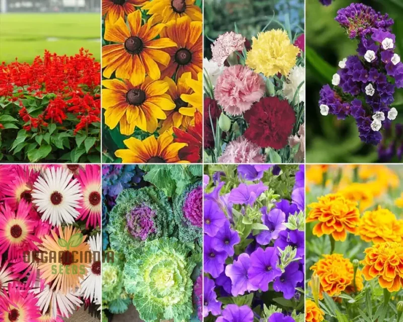 Flower Seeds (All Season Flower Seeds Variety) - Organic Year-Round Bloom Mix